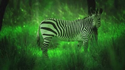 Starlight Safari at Disney's Animal Kingdom Lodge