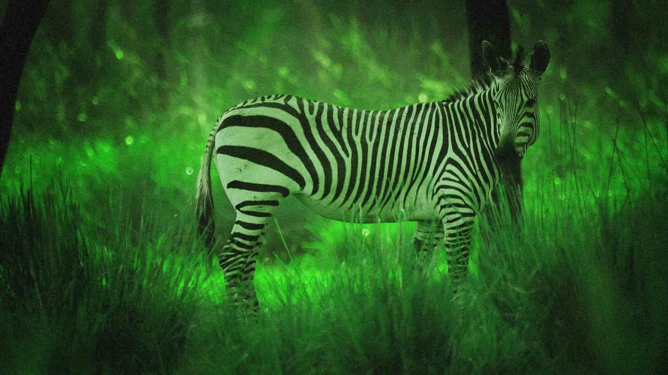 Starlight Safari at Disney's Animal Kingdom Lodge