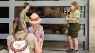 Up Close with Rhinos
